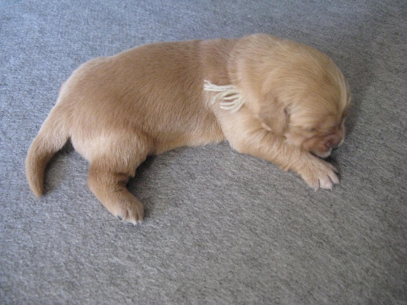 chiots Doolittle